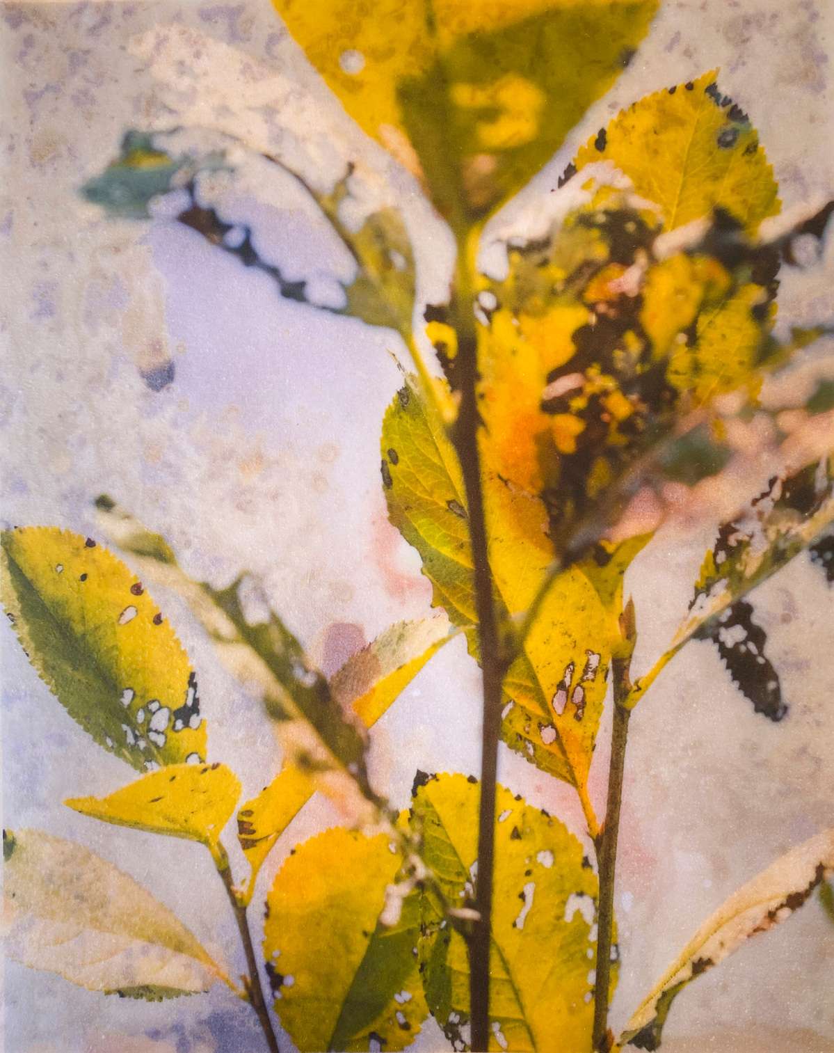 Rachel Deutmeyer art featuring golden yellow leaves.